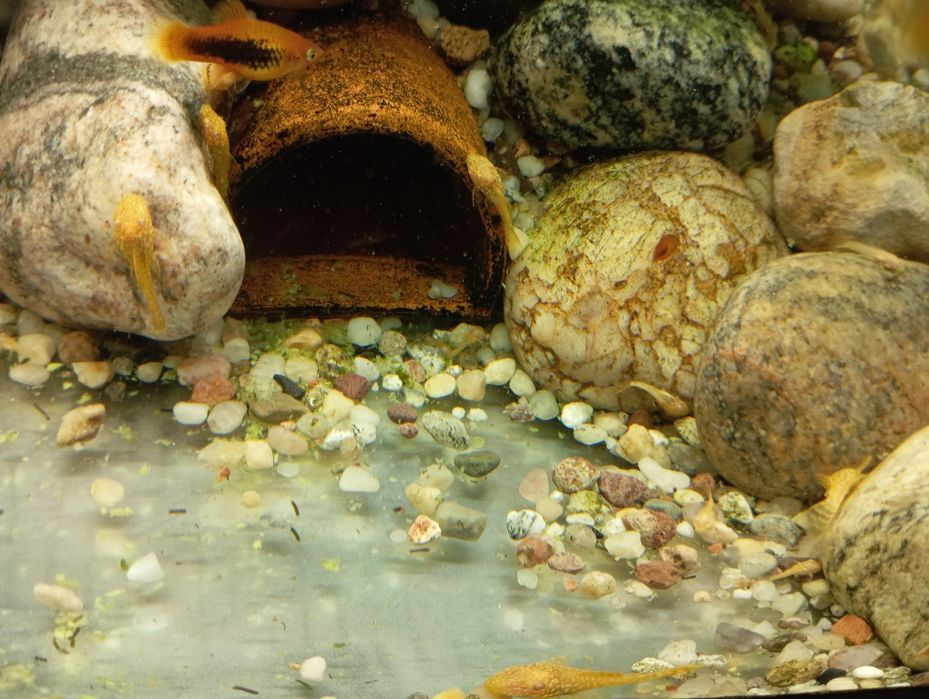 Glonojad albinos ancistrus zbrojnik