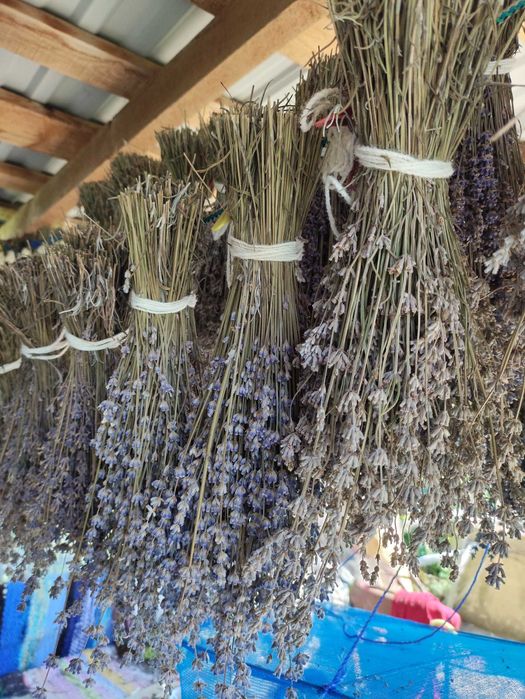 Лаванда суха,квіти лаванди