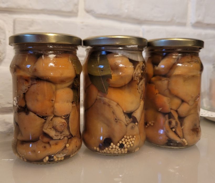 Kania kanie Rydze podgrzybki prawdziwki borowik opieńki gąski kozaki m