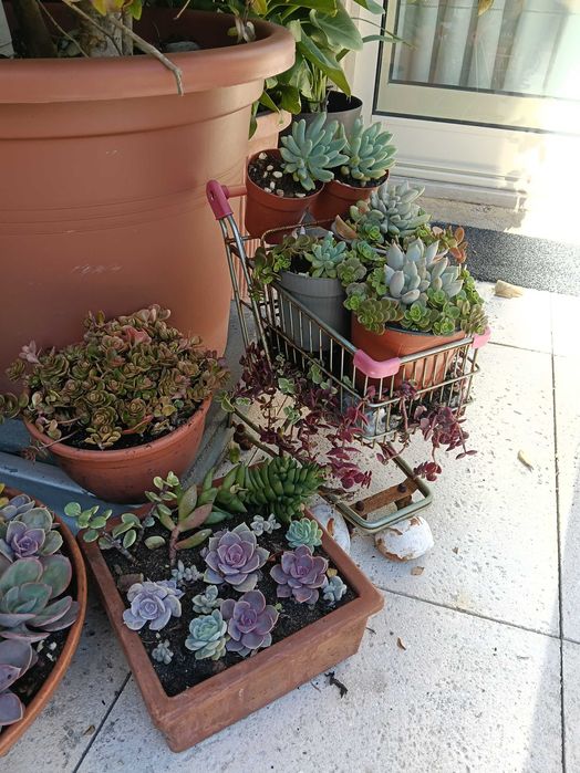 Suculentas em vaso