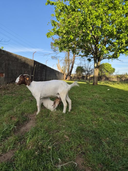 Cabra boer e cabrito