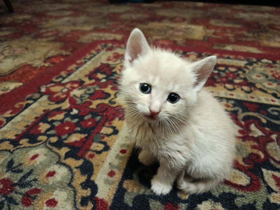 Відам котят в добрі руки
