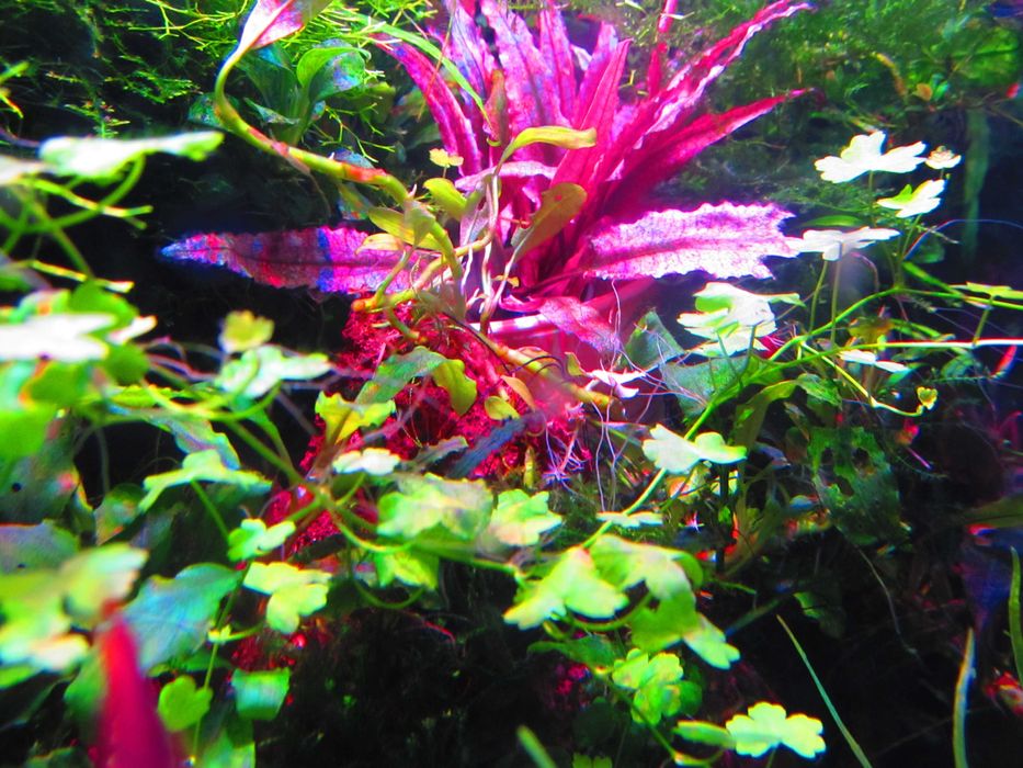 продам микрантенум Монте-карло