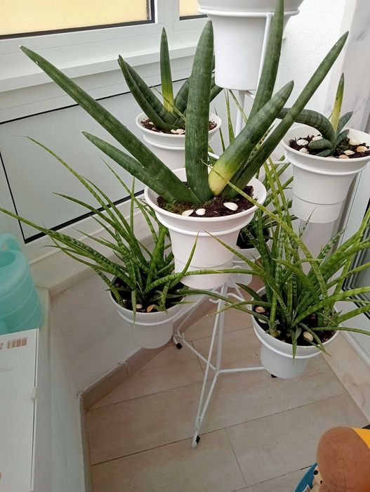 Plantas naturais