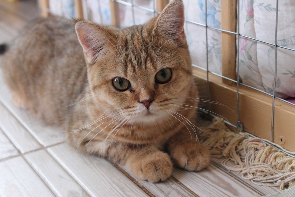 Шотландський котик добрячок