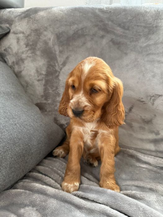 Cocker spaniel szczeniak