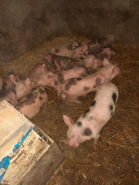 Продам поросят мясной породы