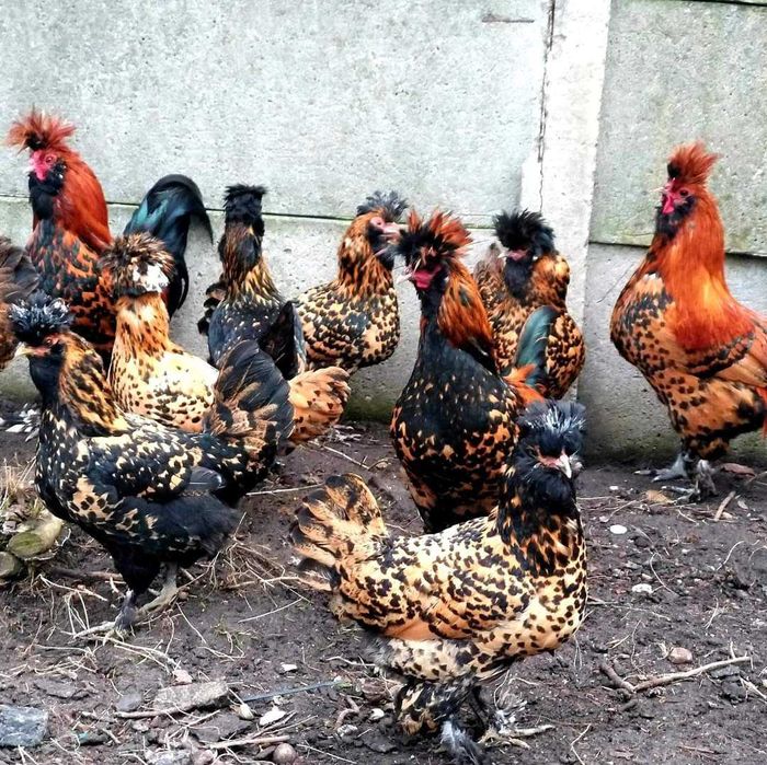 Koguty Pawłowskie 2 pary po tym stadzie