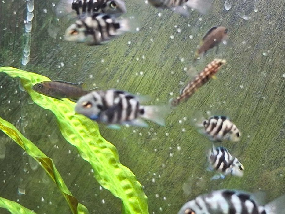 рыбки аквариумные цихлиды: попугай синий тигр юлидохромис  голубой Аки