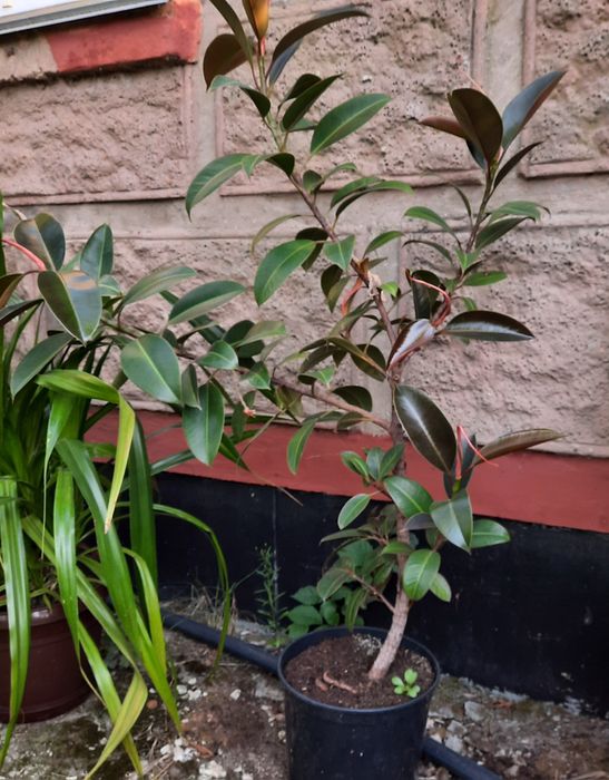 Кімнатні рослини