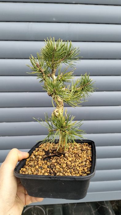 Bonsai pinus silvestre