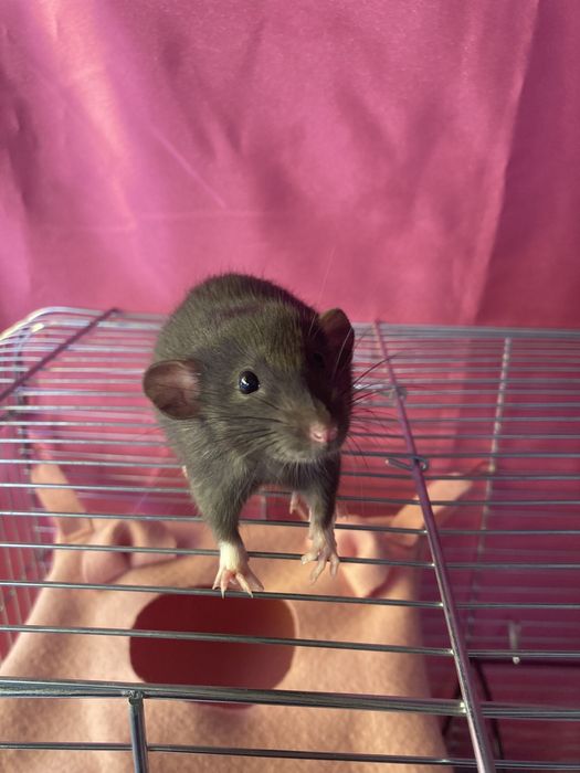 Чорні пацючки і клітки