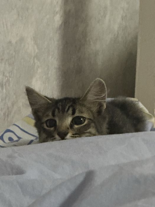 віддам кота у хороші руки