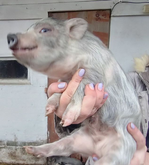 Вьетнамськи поросята