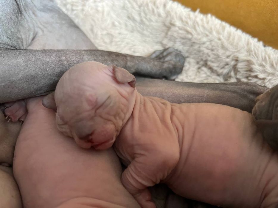 Продаються чарівні Канадські Сфінкси !!!