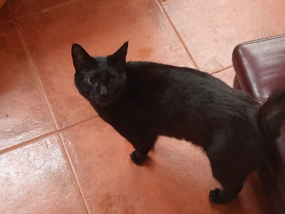 Gatinhos LINDOS!
