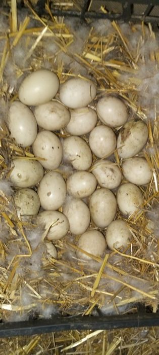 Яйця на інкубацію Сірі шипуни