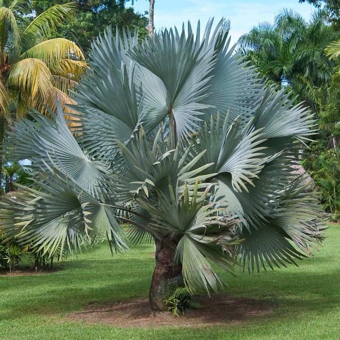 Palmeiras butia capitata