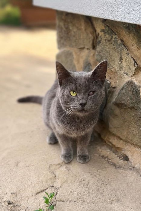 Особливий котик шукає дім