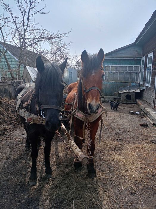 Терміново Продам дві кобили