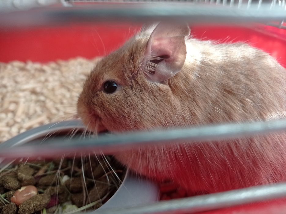 Koszatniczki młode.