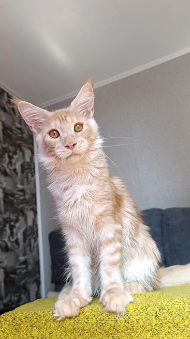 Котик породы Мейн Кун