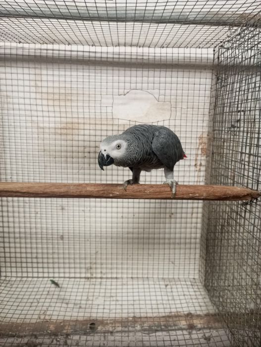 Macho papagaio cinzento