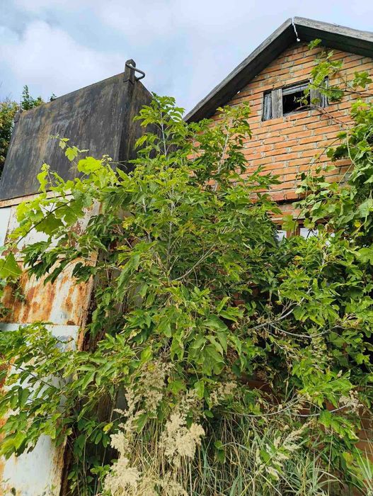 Будинок 40 м² + 39 соток, 30 км від Полтави, с. Вільхівщина