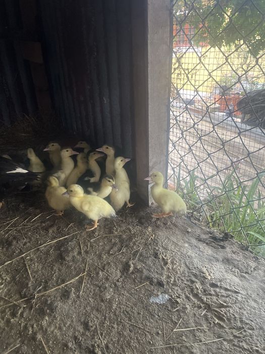 Patinhos á procura de novos donos