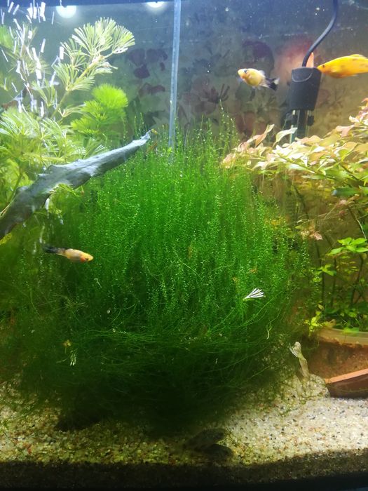 Mech Flame Moss ogromna kępa