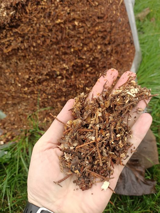 Zrębki zrębka ściółka leśna