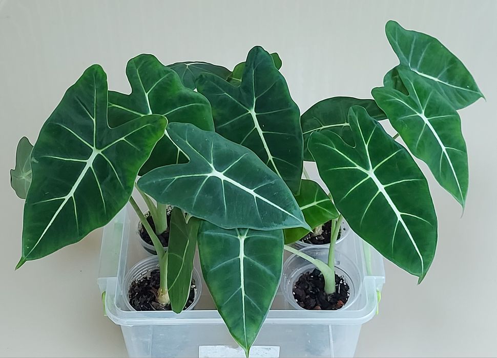 Алоказія Мішольтца