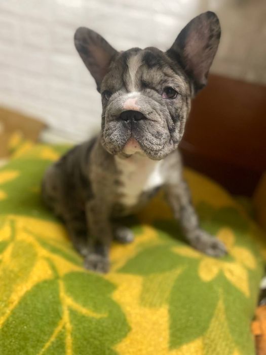 Девочка французский бульдог