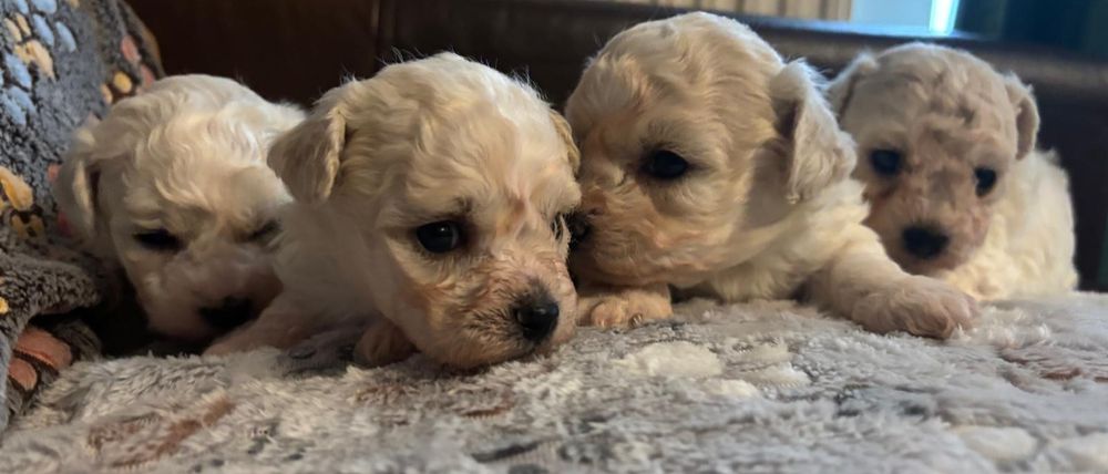 Szczenię Bichon Frise-metryka zkwp fci