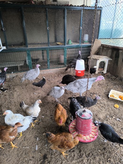 Vendo perus selvagens nascidos em 2025