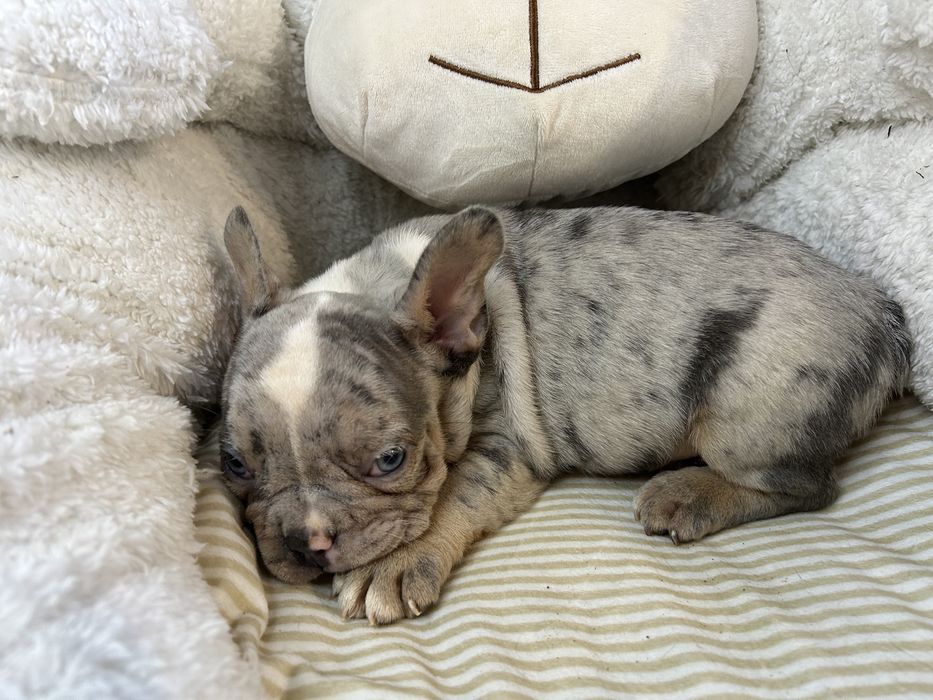 Piesek bulgog francuski blue merle.