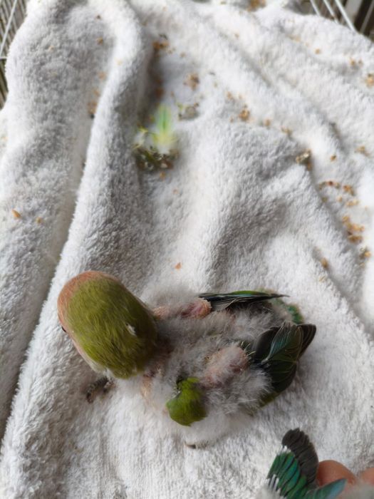 Agaponis roseicollis para criar a mao