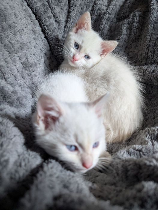 Невська маскарадна , кошенята