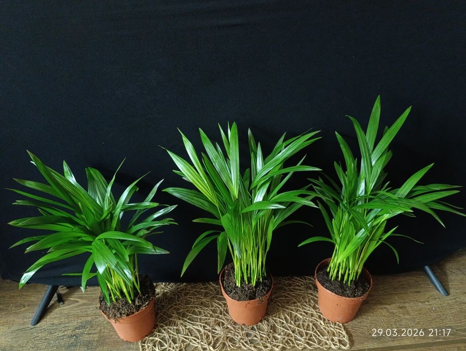 Діпсіс.    Арека