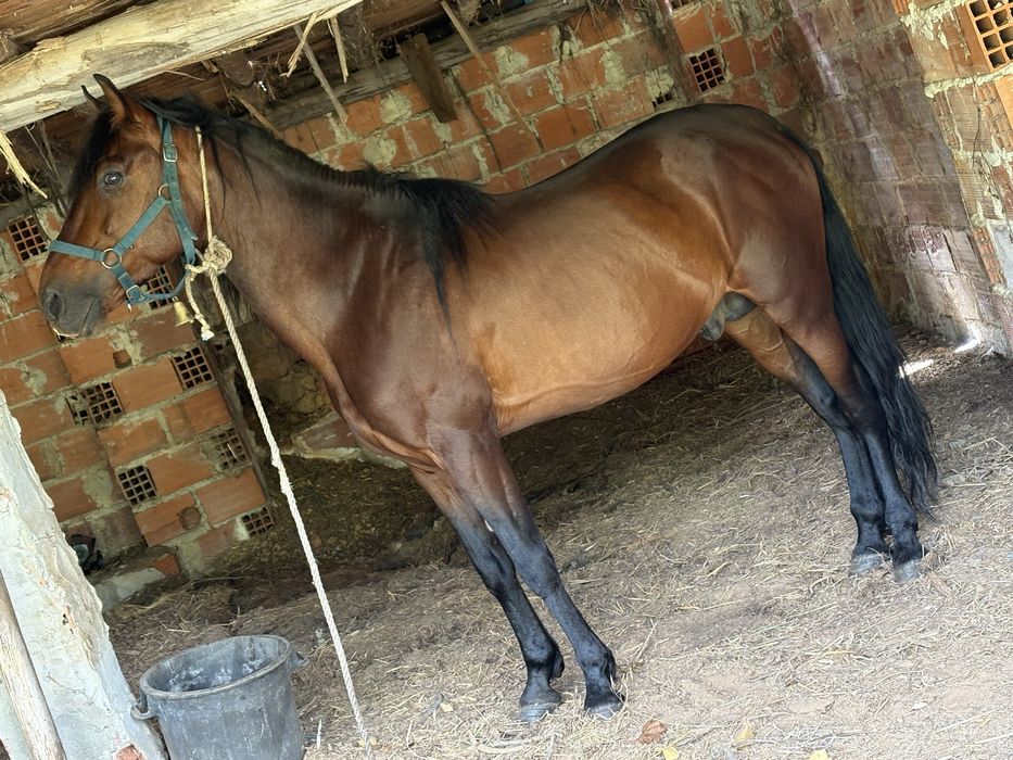 Cavalo inteiro 7 anos