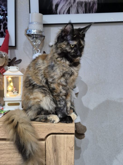 Lolita Cudna kotka Maine Coon