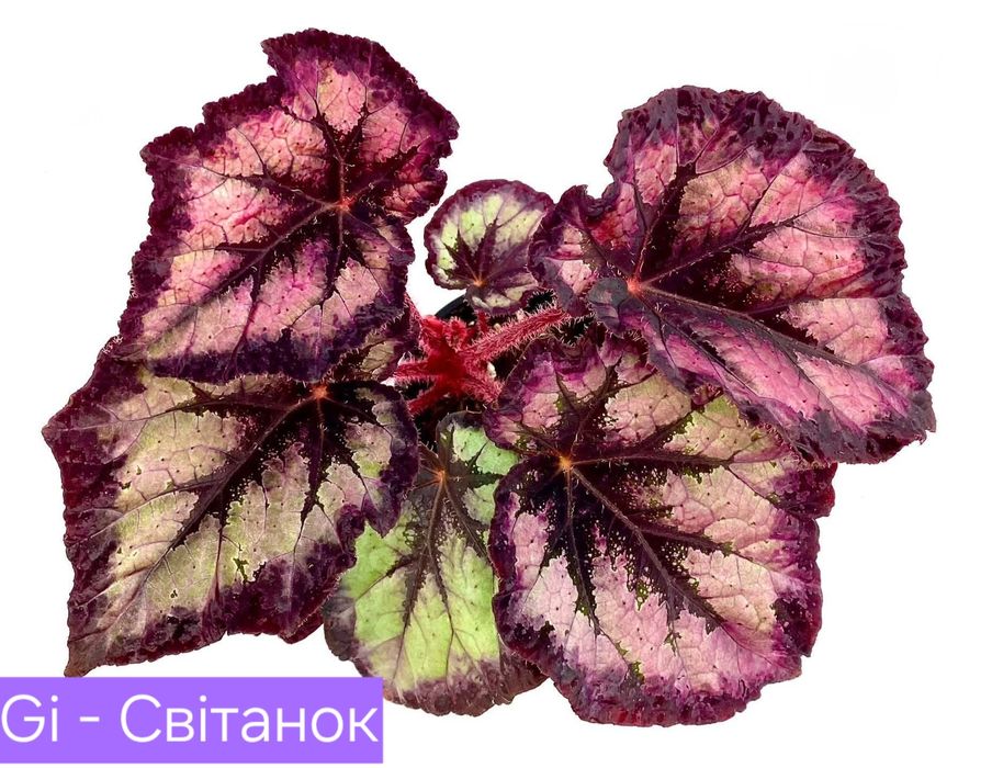 Бегонии сортовые детки