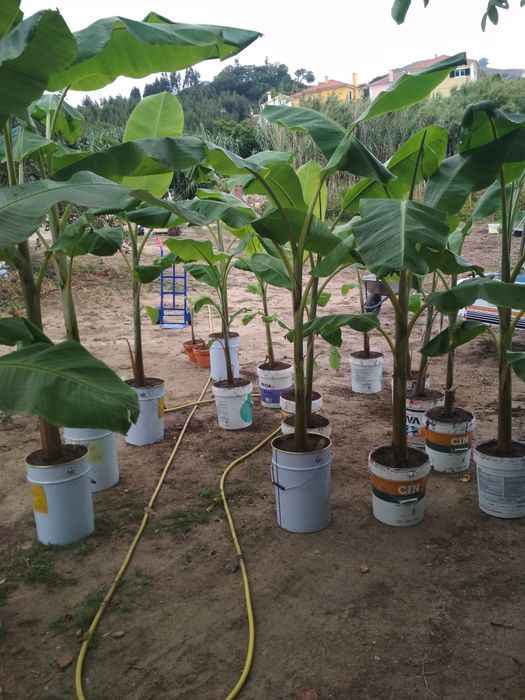 Bananeiras envasadas p/ venda