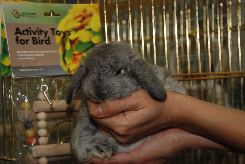 Декоративний кролик породи висловухий баранчик