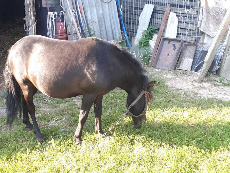 Klacz  kucyk 110cm sprzedam