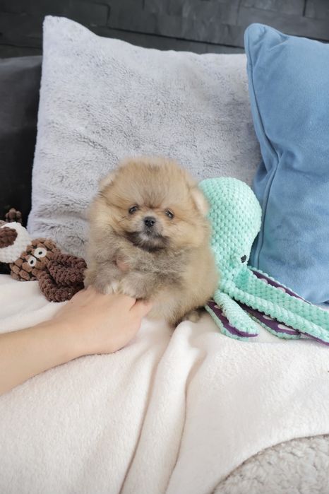 Lulu da Pomerânia. Super Mini.Ursinho Russo. Spitz anão. LOP e Afixo.