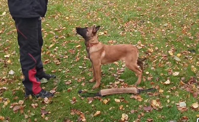 Suczka owczarek belgijski Malinois FCI