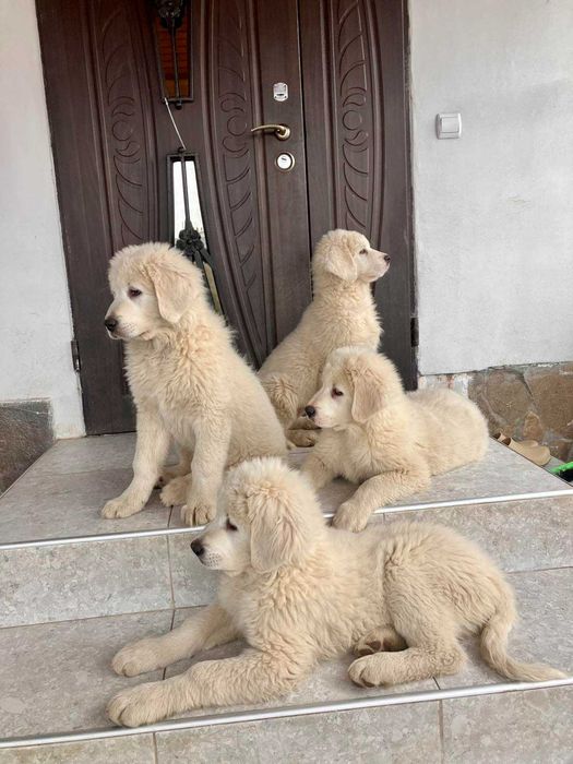 Чудові цуценята, породи Угорський кувас !!!