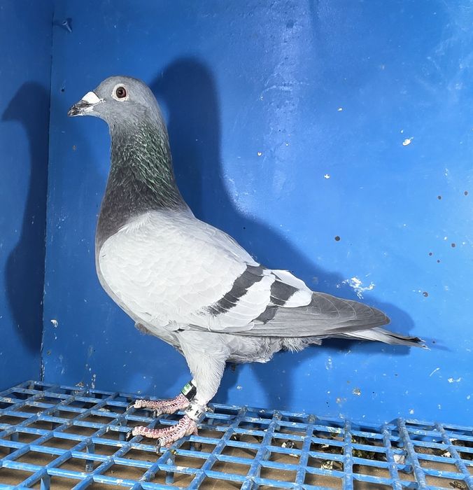 Gołąbek Lotowy Samczyk vanvinkel x Golden Prince