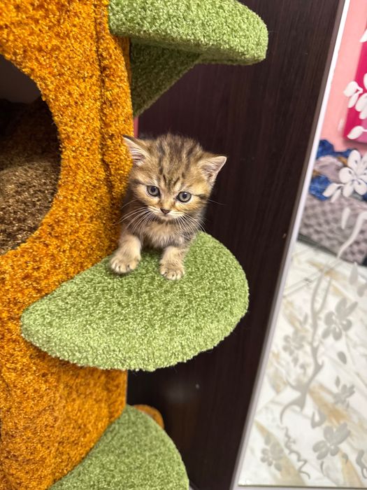 Шотландські кошенята